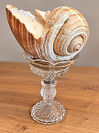 Nautilus