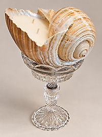 Nautilus